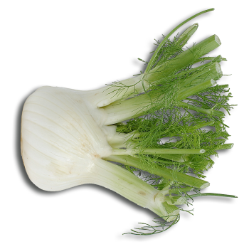 Fennel Bulb medium picture